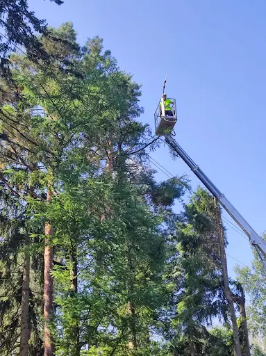 Wycinka drzew I pielęgnacja zieleni I usługi rębakiem I usuwanie pni drzew - LANDCARE Radomsko